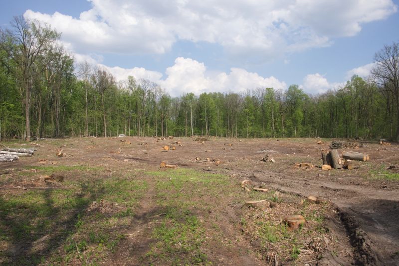 Pine Tree Clearing in Atlanta, GA